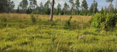 Loometsas on hooldusega vähem vaeva, sest rohku ja võsa kasv pole nii tugev.