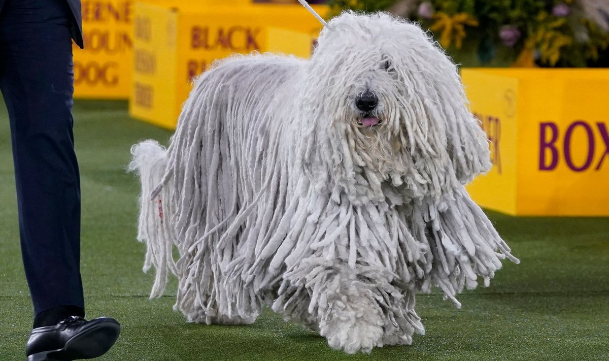 Haruldasematest tõugudest on esindatud ka rastapatsidega komondor