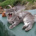 Kass-hiiglased: 10 kassitõugu, kes on tõelised kodutiigrid