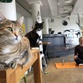 FOTOD | Esmakordselt Eestis annavad kassid joogatunde