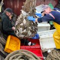 FOTOD: Saaremaa kalamehed said jaanipäeval korraliku kalasaagi