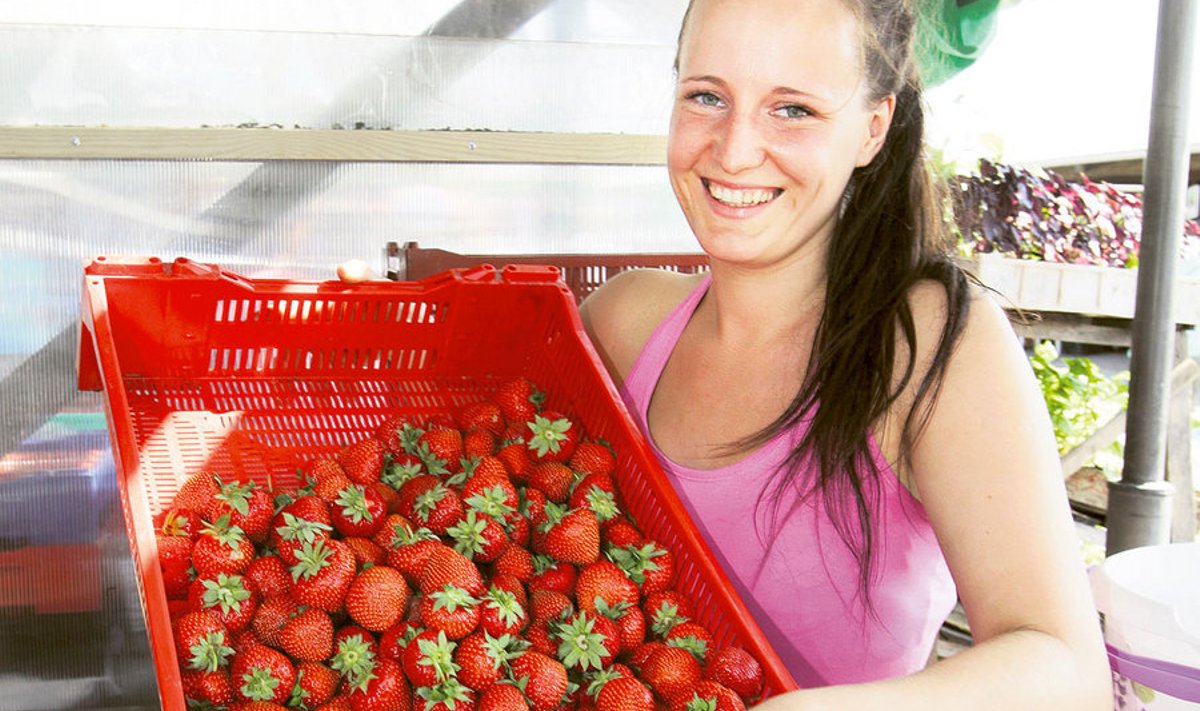 Deily Freitak Tartumaalt Utsu talust pakkus pirakaid punaseid  maasikaid hinnaga 2.50 ja ostjaid jagus.