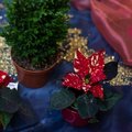 В пятницу в Таллиннском ботаническом саду откроется выставка рождественских растений
