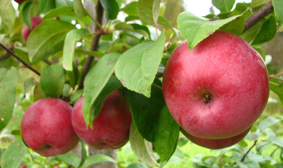 Tänu kiudainete rohkusele täidab õun hästi kõhtu, andes mõõdukalt kaloreid.