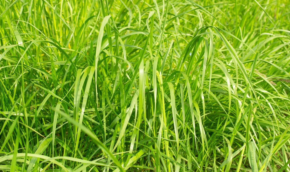 Orashein on söötis maade esimene asustaja, kiiresti moodustub roheline rohumaa.