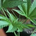 Reutersi video: Colorado legaliseeris kanepi