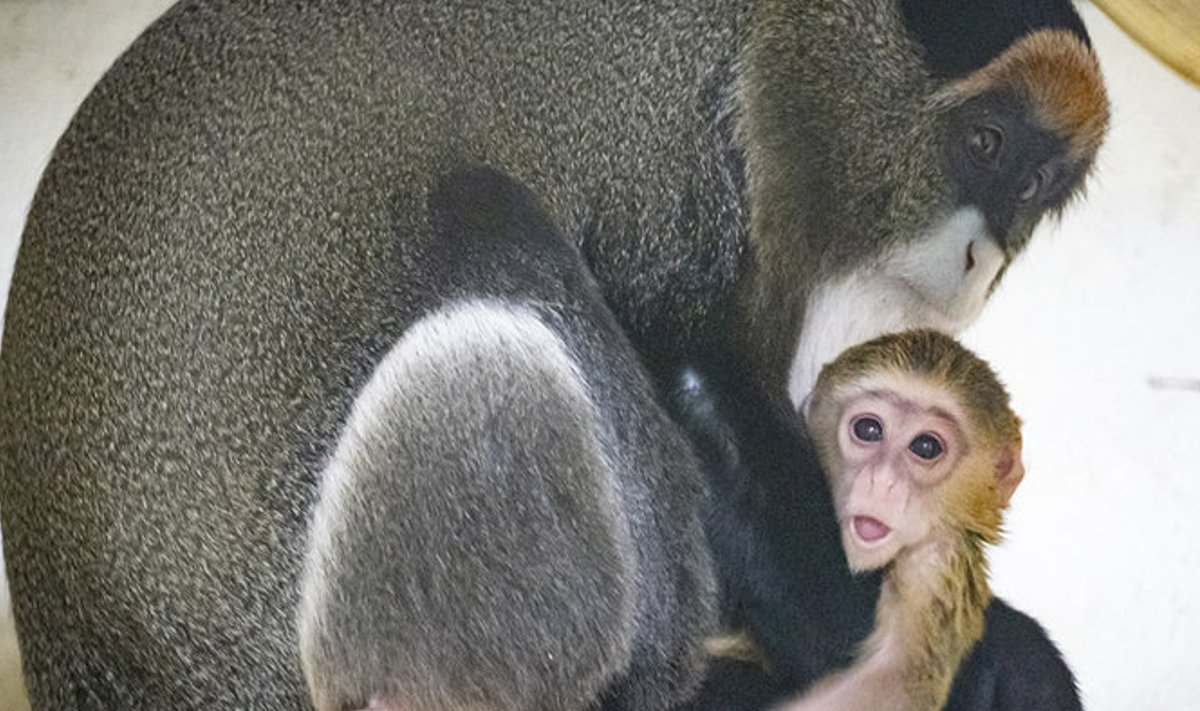 Haruldasi de Brazza ahve on looduses raske tabada, kuid Valencia loomaaias võib neid näha