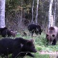 ВИДЕО | Милые топтыгины! В Ярвамаа на камеру попала большая семья медведей