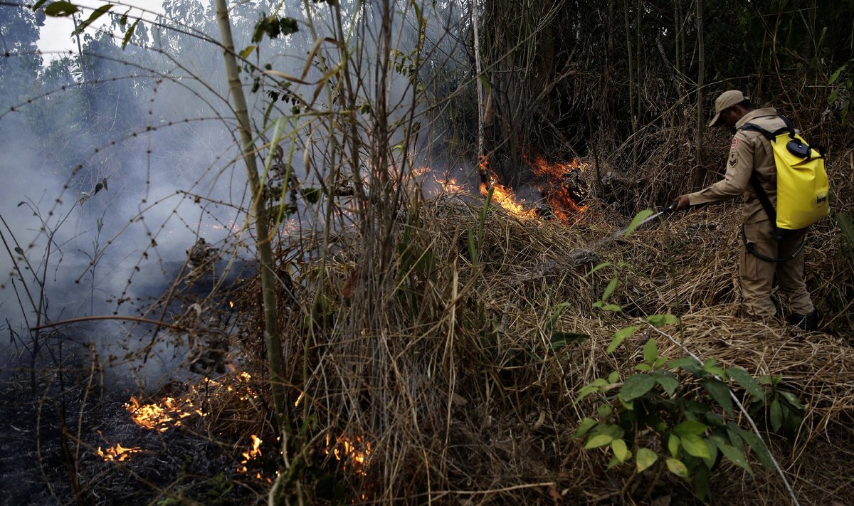 Keskkonnakaitsjate sõnutsi on osa Amazônia põlenguid sihilikult süüdatud, et asendada mets põllumaaga.