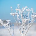 Piusa Juss ennustab detsembrikuu ilma: julgen arvata, et enamikus Eestis on 24. detsembriks korralik lumikate