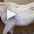 VIDEO: Poolpimedat hobust kasutati paintballi märklauana