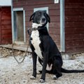 Tallinnas vahetus kodutute loomade varjupaiga teenuse pakkuja
