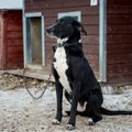 Jõuluks koju: vahva koeraneiu Donna ootab Viljandis endale armastavat uut omanikku