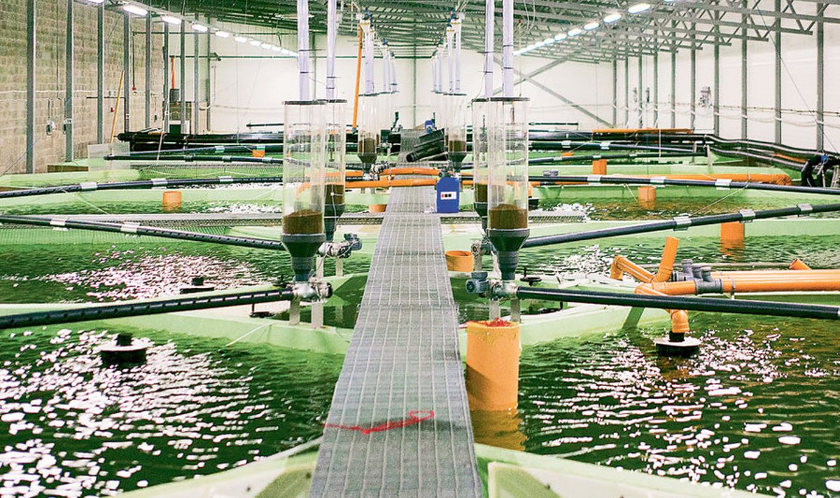 Saaremaal Pihtla kalakasvanduses on 3600 ruutmeetrit katusealust pinda,  mis mahutab 20 basseini, 3000 kuupmeetrit vett ning kümnete tonnide viisi forelli ja siiga. Farmis on automaatsöötmine, automaatika reguleerib vee temperatuuri jne.