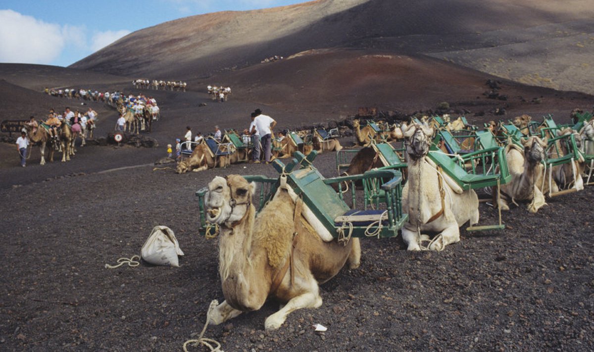 Lanzarote kaamelituur vulkaanile.