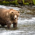 Sohk paksu karu võistlusel! Alaska traditsioonilist heatuju-konkurssi varjutas tänavu petuskandaal