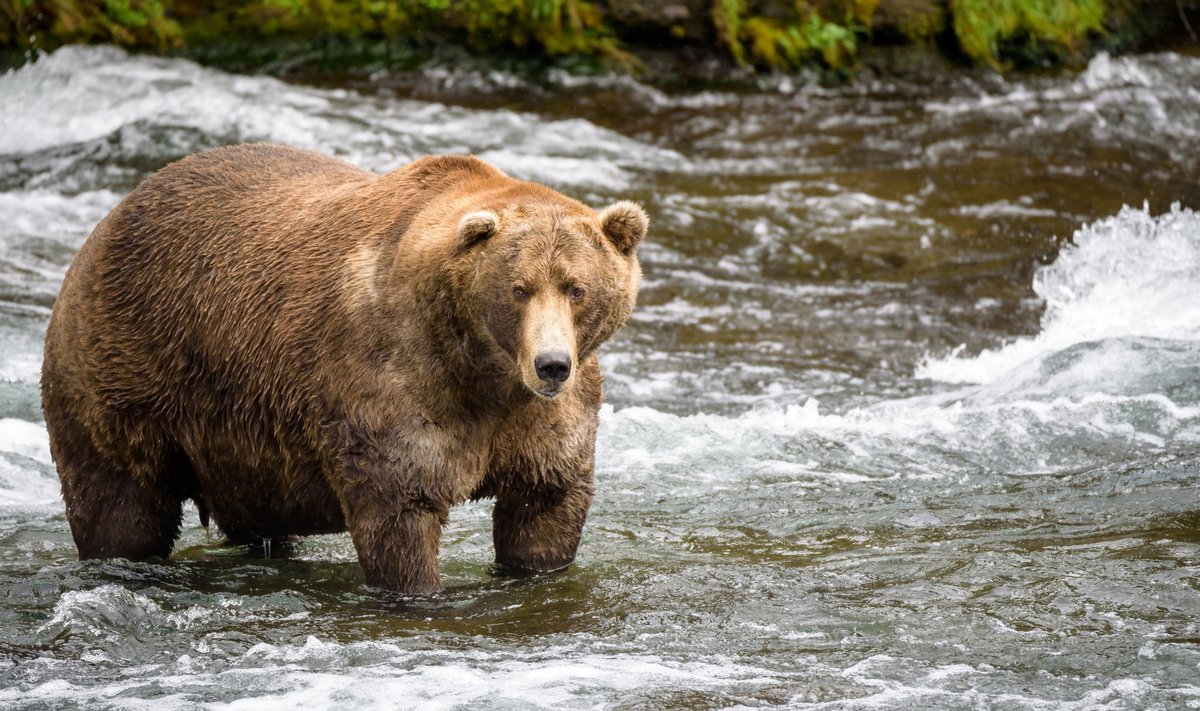 Kogukas Alaska karu Brooksi jõel kala püüdmas. Konkreetne isend pole küll selleaastase konkursi võitja.