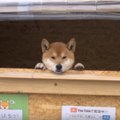 USKUMATU | Jaapanis leidis peremees oma koerale väga tulusa lisatöö