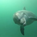 VIDEO | Karjast välja visatud delfiinipoeg otsib inimestelt sõprust