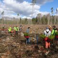 Metsaühistute metsapäevadel pandi erametsadesse kasvama üle 25 000 puu