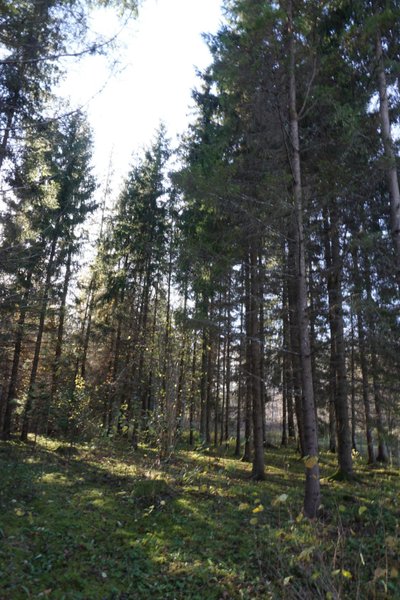 See mets oli Ando Eelmaa lapsepõlves karjamaa, pärast talu tagastamist tegi ta aga seal juba esimese raie.