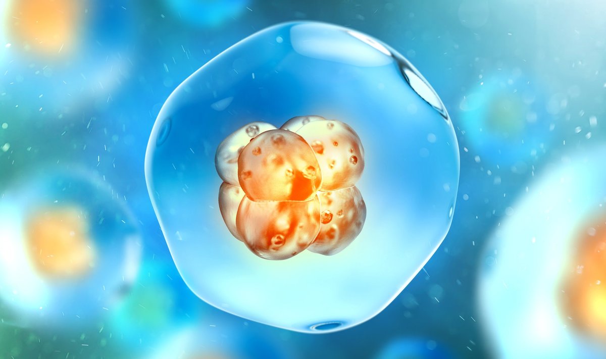 Inimkehas tegutseb 100 triljonit rakku. Osa kudesid uueneb kiiresti, munarakud ja silmaläätse rakud on aga meile sündides kaasa antud ­kogu eluks. 