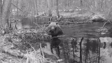 ВИДЕО | Редкие кадры: медведи вовсю наслаждаются весенней погодой и водными процедурами 