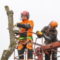 Arborist selgitab, kuidas hinnata suurte puude tervist ja millal võtta kätte saag