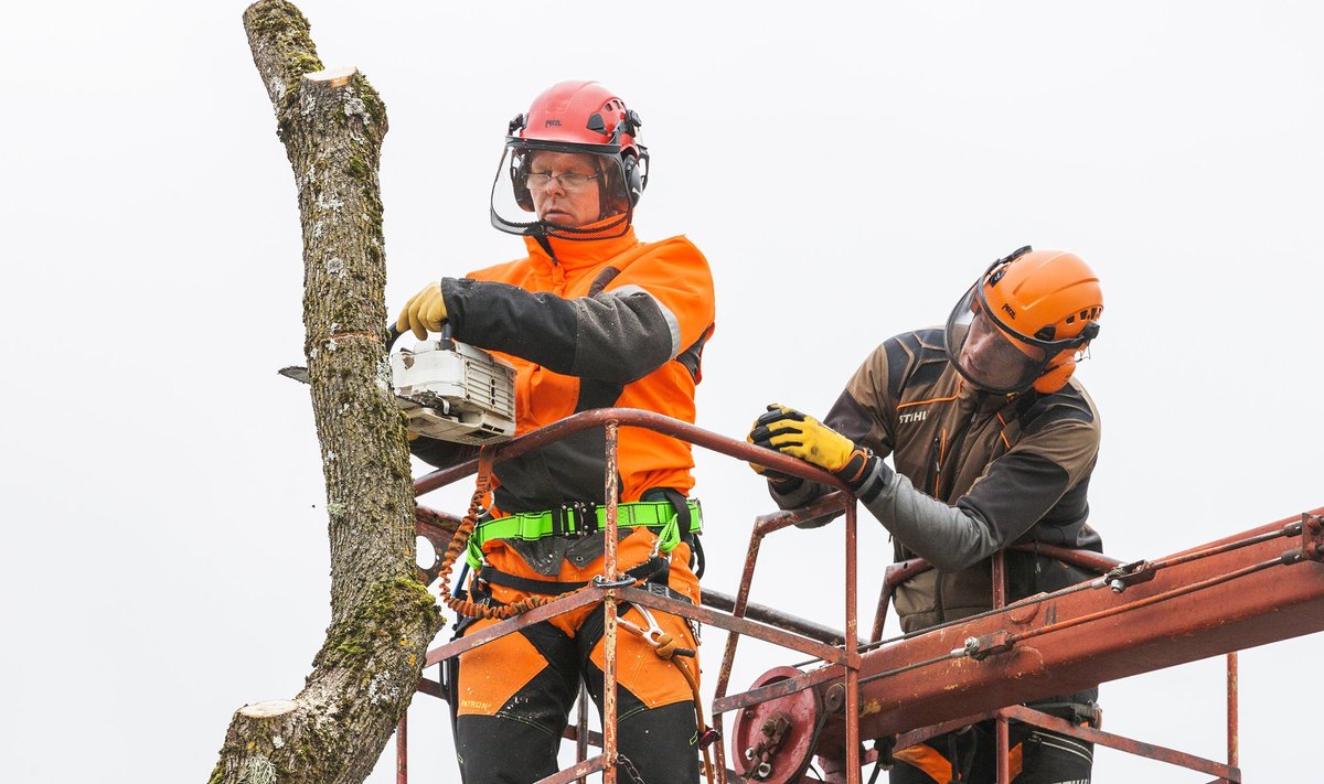 Juhendaja Raino Soomelt (paremal) ja arborist Tõnu Rähn.