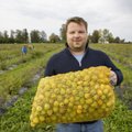 Oled maitsnud? Põhjamaine sidrun ehk ebaküdoonia läheb Eestis üha rohkem hinda