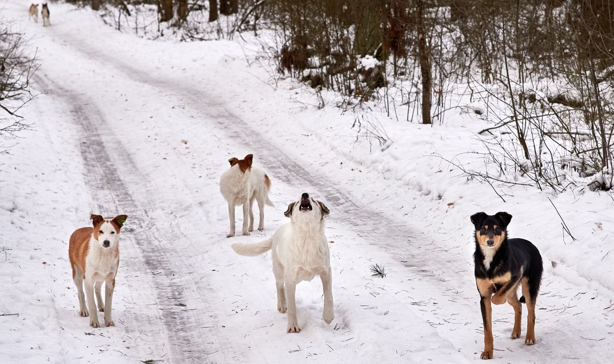 Koerad võivad hulkuda ka mitmeksesi koos.