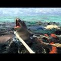 Maailmamerre võib sattuda arvatust kordades rohkem plasti
