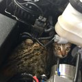Eesti Loomakaitse Selts: kontrolli, et sinu auto all ei oleks külmetavat kassi!