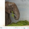 VIDEOD: Lugu Tai elevantidest, kes oskavad maalida