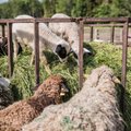 Eesti parim roheidufirma toodab lambavillast pakkematerjali