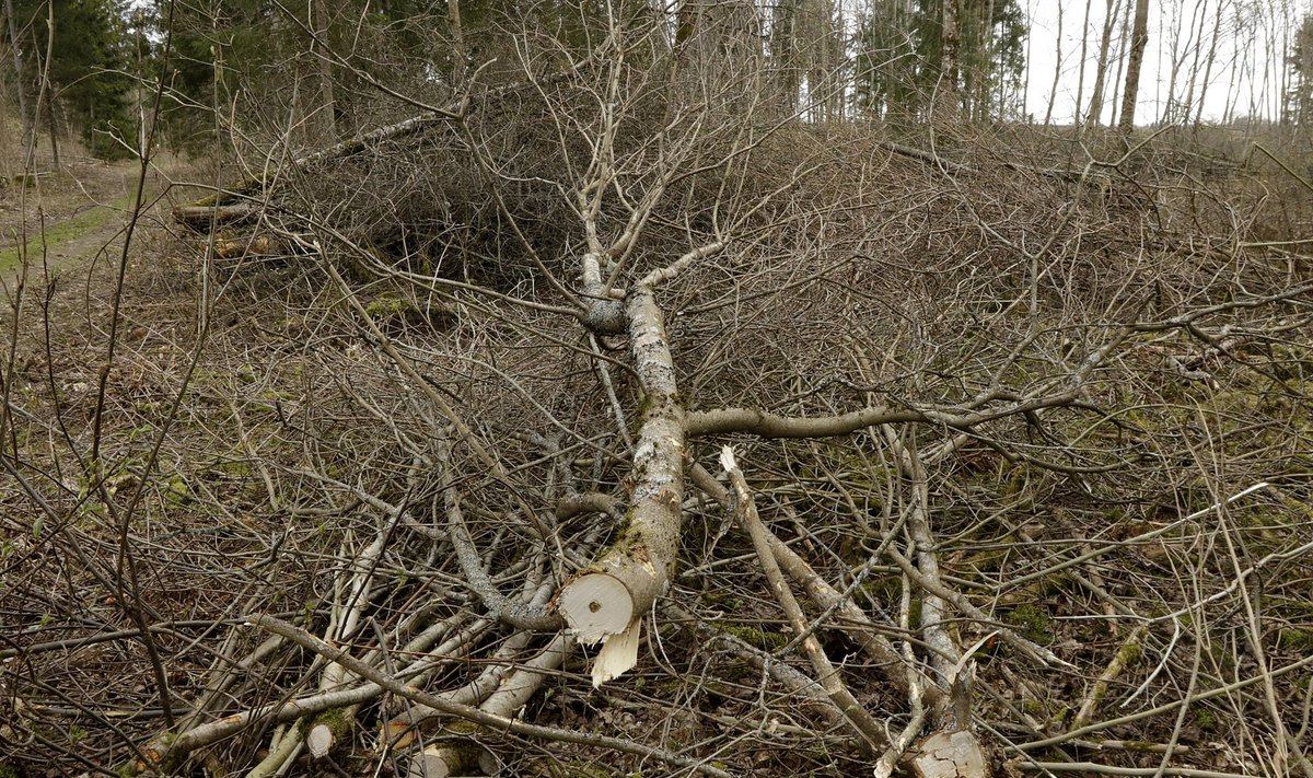 Võsagiljotiin– seade peenikeste puude läbihammustamiseks, käib harvesteri või ekskavaatori noole otsa.