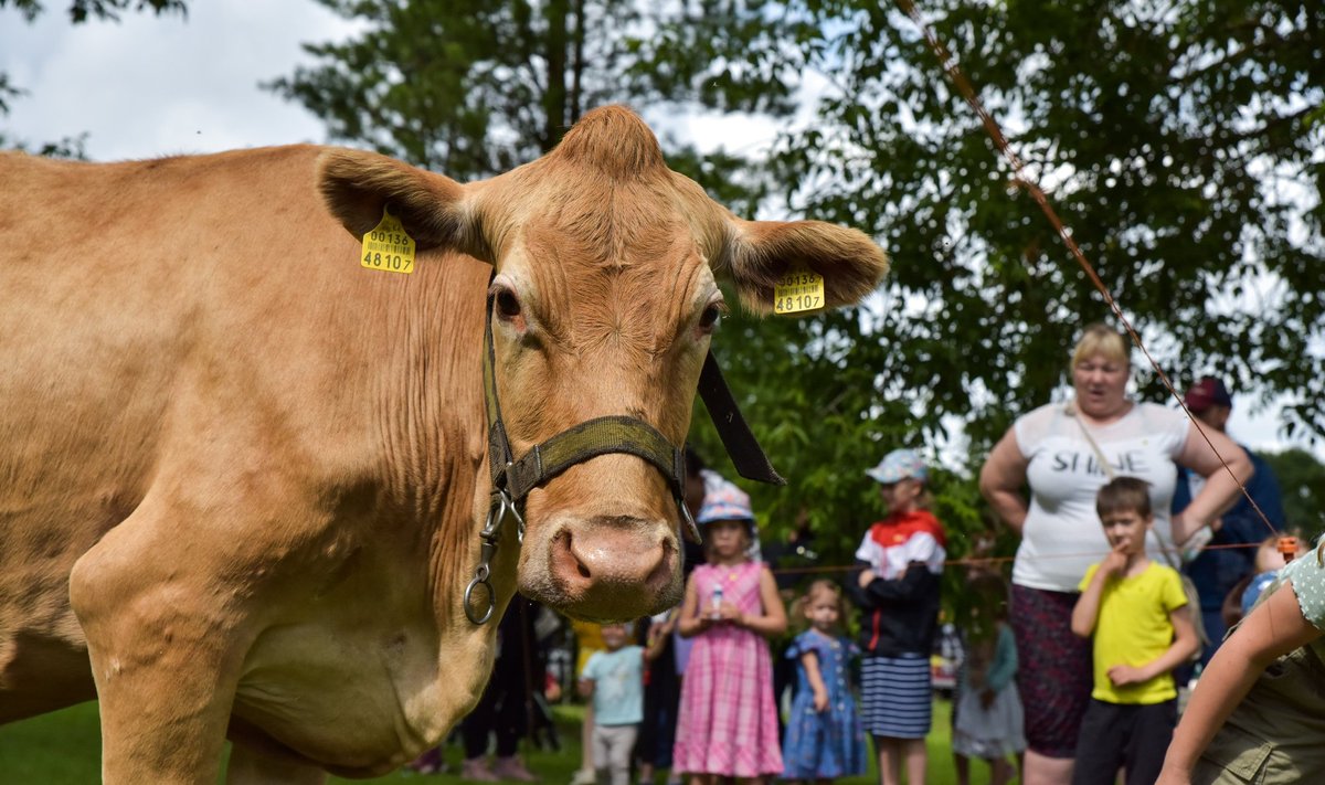 Piimapäev Imaveres Eesti Piimandusmuuseumis