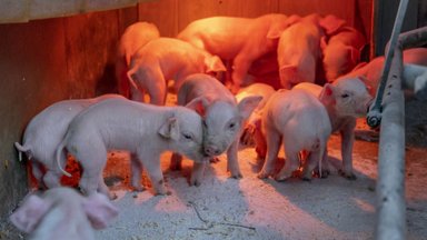 Sünnipäevakingitus, mis aitab tulevikus muuta lihatööstuses kannatavate loomade elu