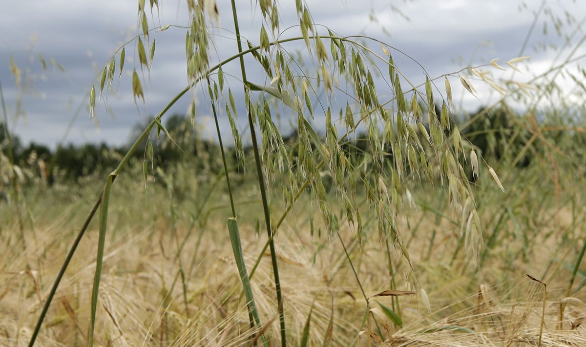 Tuulekaera on tekkinud viimasel ajal         Eesti põldudele järjest juurde, olgugi et põllumehed teevad selle vastu tõsist tõrjet. 