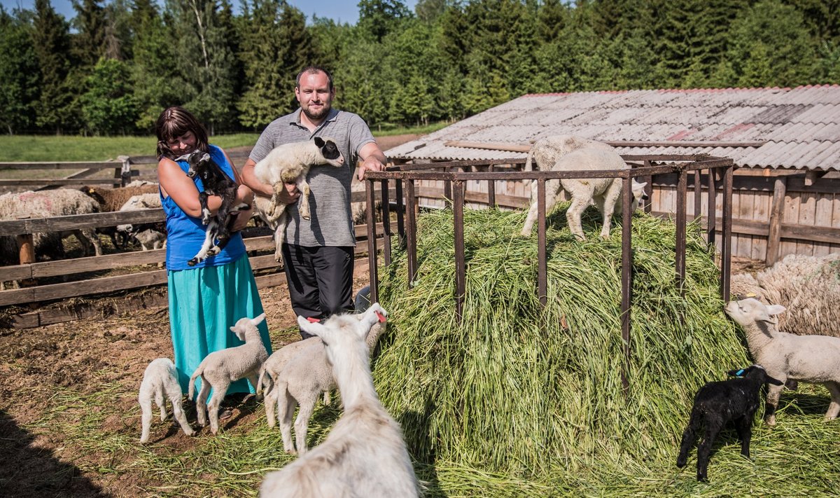 Jaan ja Maire Proosa juures Kuke talus saab katsuda, kas pehmema karvaga on kitse- või lambatalled.