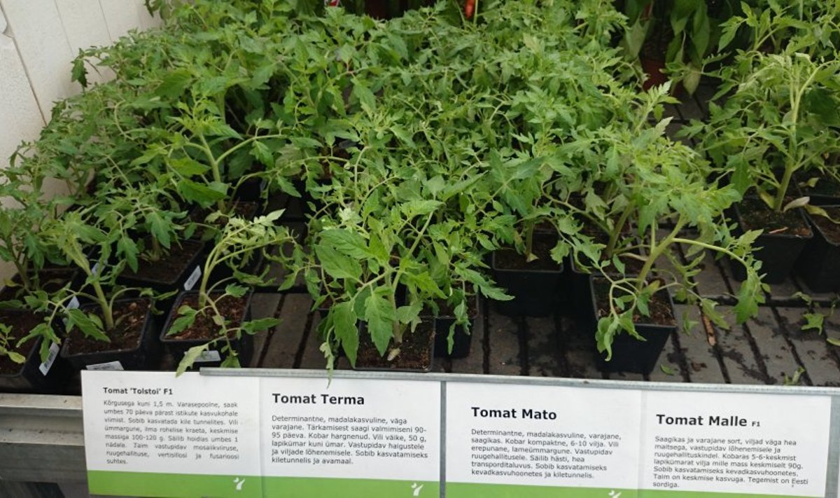 Tomatitaimed aianduskeskuses Hansaplant