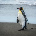 Kuningpingviin ujus tuhandeid kilomeetreid ning jõudis Austraalia lõunarannikule