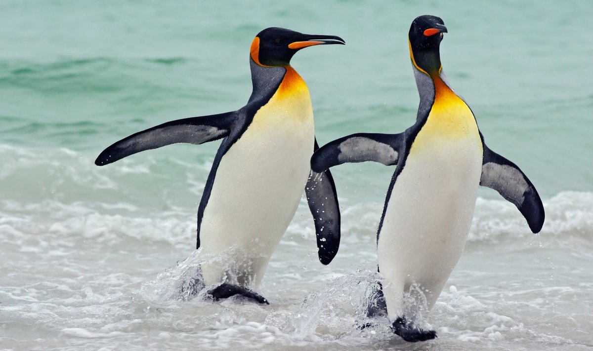 Kuningpingviin on maailma suuruselt teine pingviin, kelle pikkus võib küündida kuni meetrini ning kelle eluiga looduses on üle 20 aasta. 