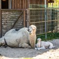 VIDEO | Saage tuttavaks: need on karantiini ajal Tallinna loomaaias sündinud imearmsad loomabeebid, keda nüüd esimest korda näha saab!