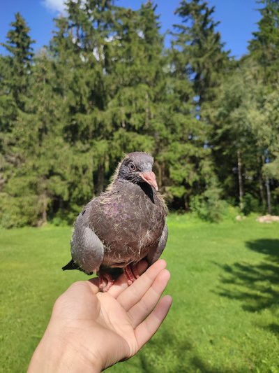 Praktiseerimise käigus selgus, et kõik tuvid ei sobi omavahel