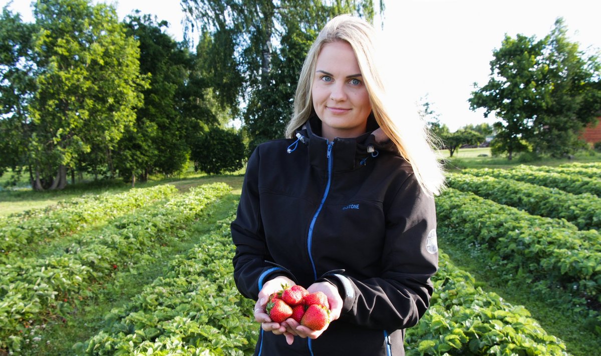 Tänavu maaülikooli cum laude lõpetanud Annika Jõemaa keskendub nüüd oma ärile – maasikakasvatusele Viljandimaal.