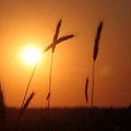 10 põhjust asendada nisujahu rukkijahuga