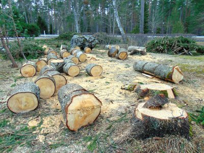Jändrike kuusepakkude lõhkumine on paras vaev ja nõuab korralikku tööriista.