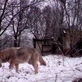 В Ярвамаа стая агрессивных волков устроила во дворе дома дебош