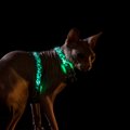 HÜVA NÕU: Kuidas kaitsta oma lemmikloomi pimedal ajal